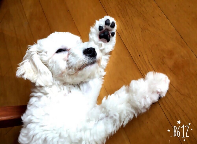 변천사 🐾