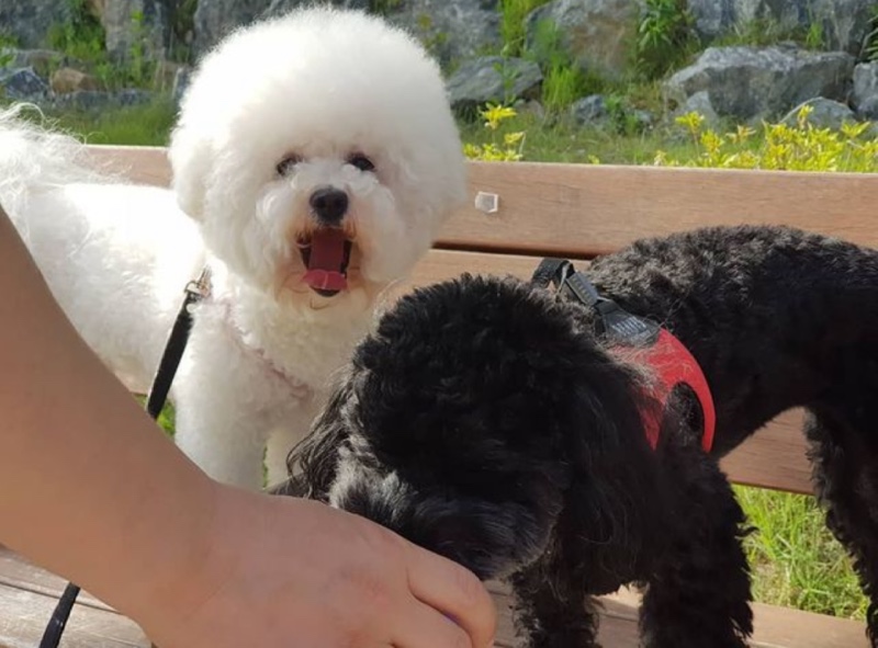 변천사 🐾