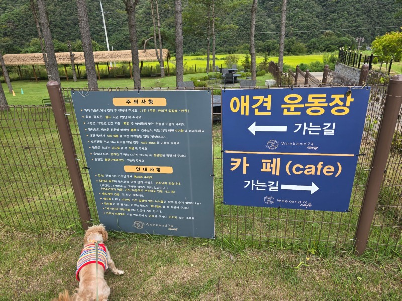 홍천군 애견놀이터 대형카페 "위켄드74"