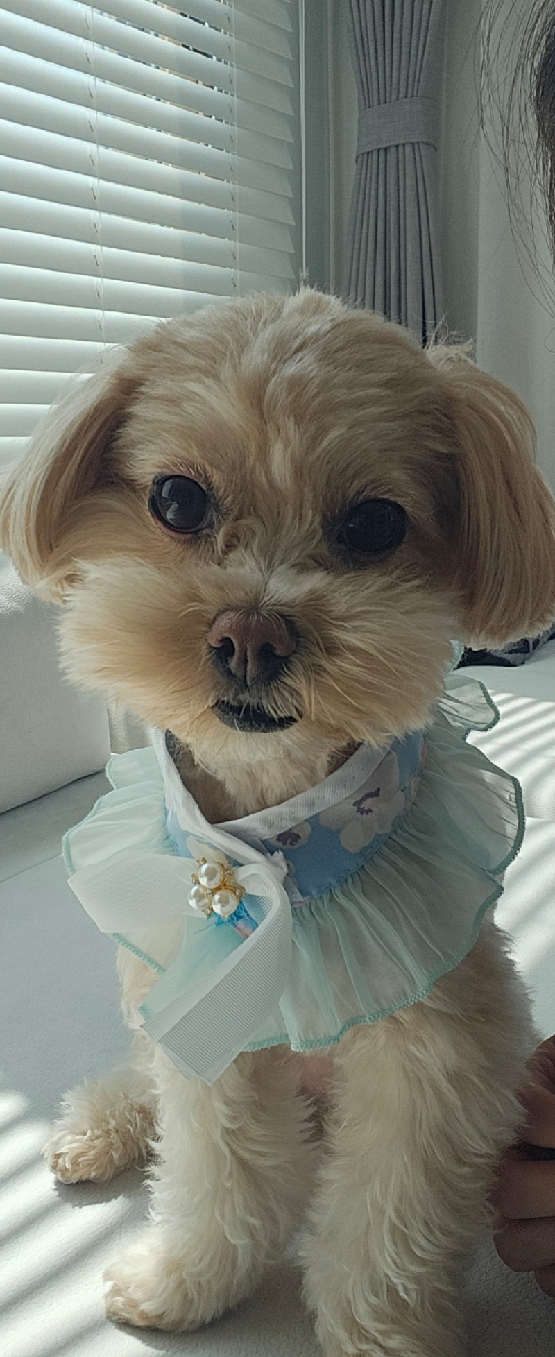 추석맞이 미용했어요~