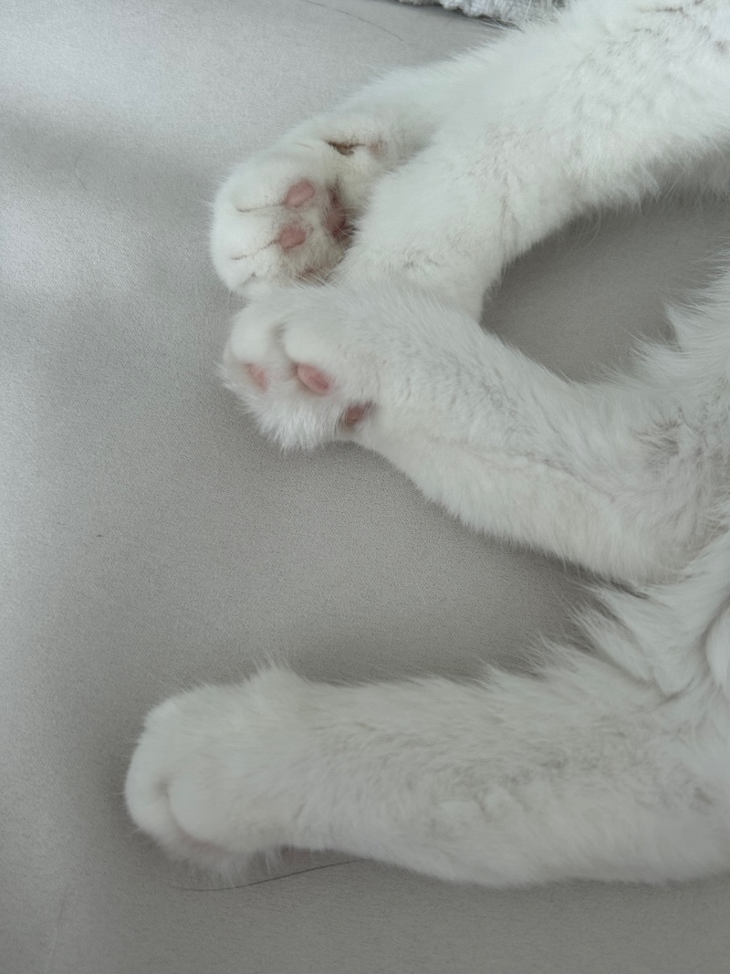 핑크젤리