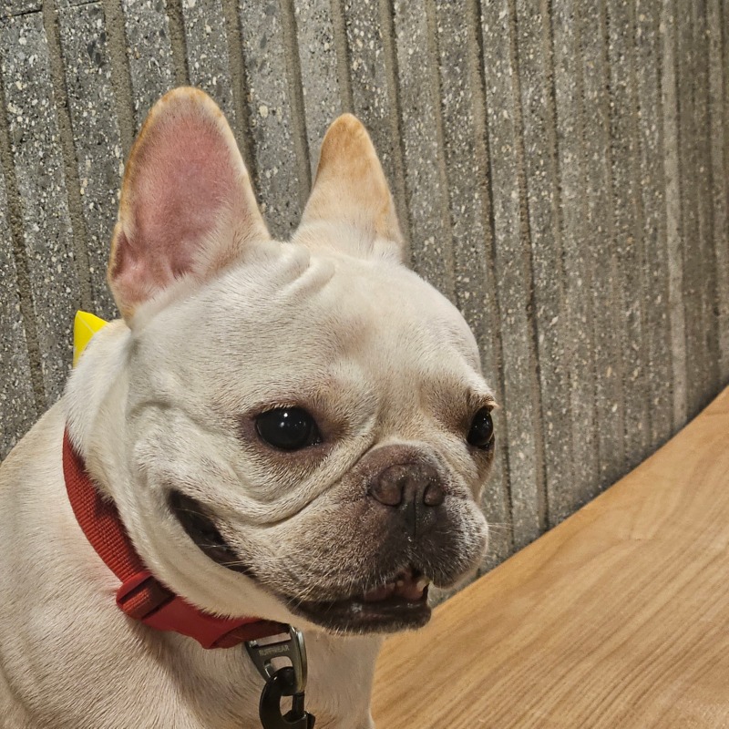 찐빵