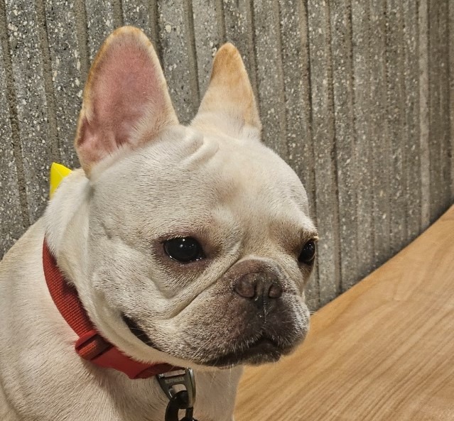 찐빵