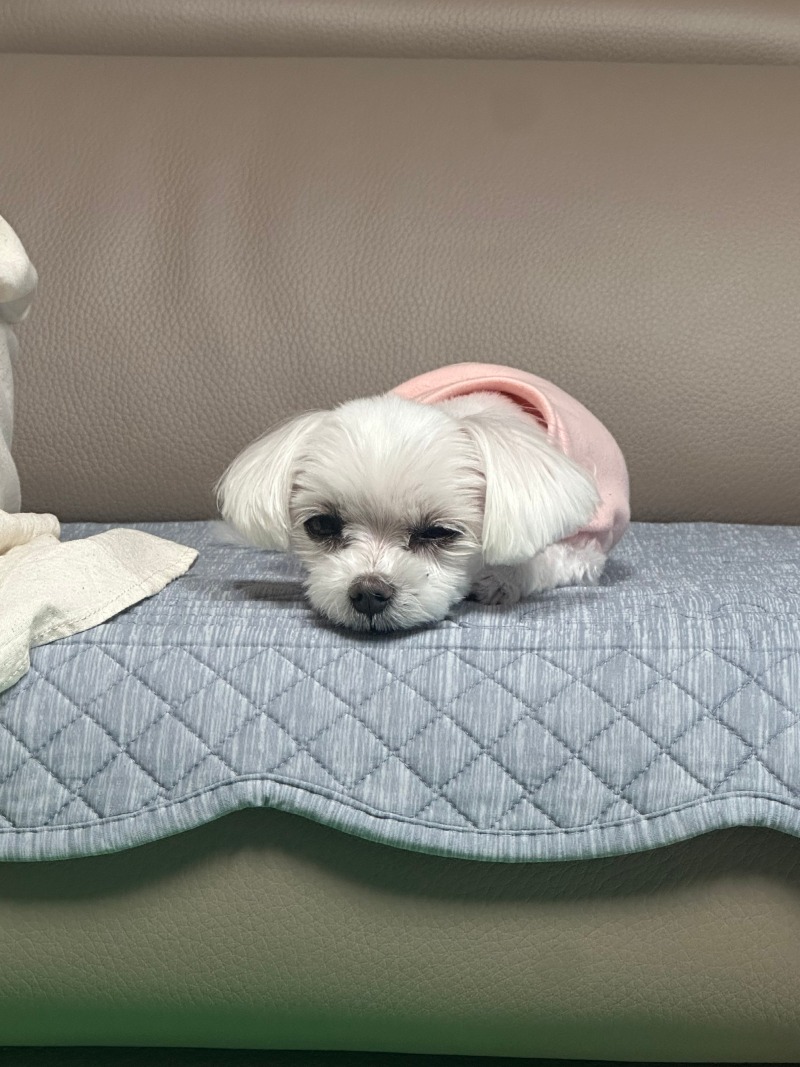 잠오는단비