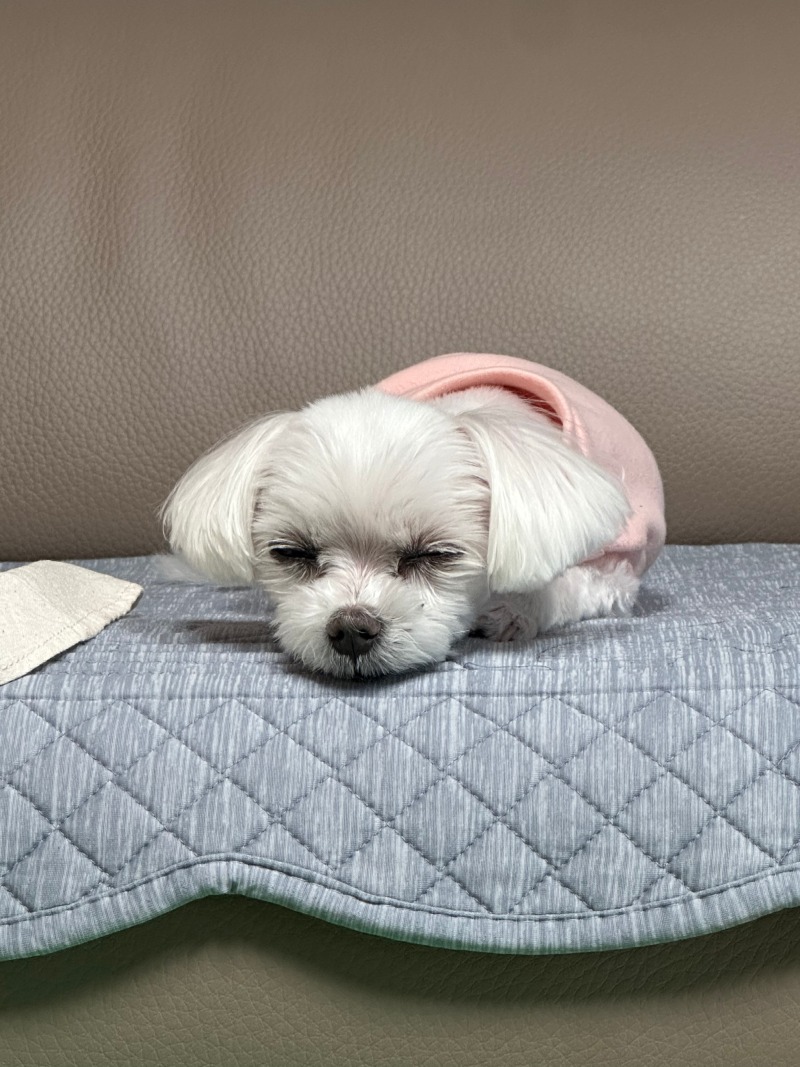 잠오는단비