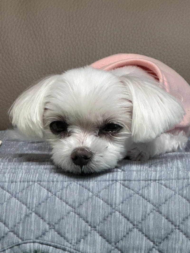잠오는단비