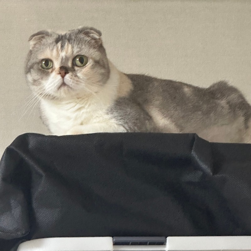 얼마전에 아팠다가 괜찮아짐!