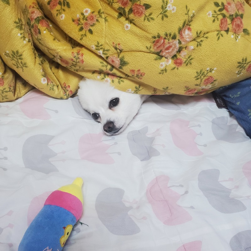 인형갖고 신나게 놀다가 잠든 강아지