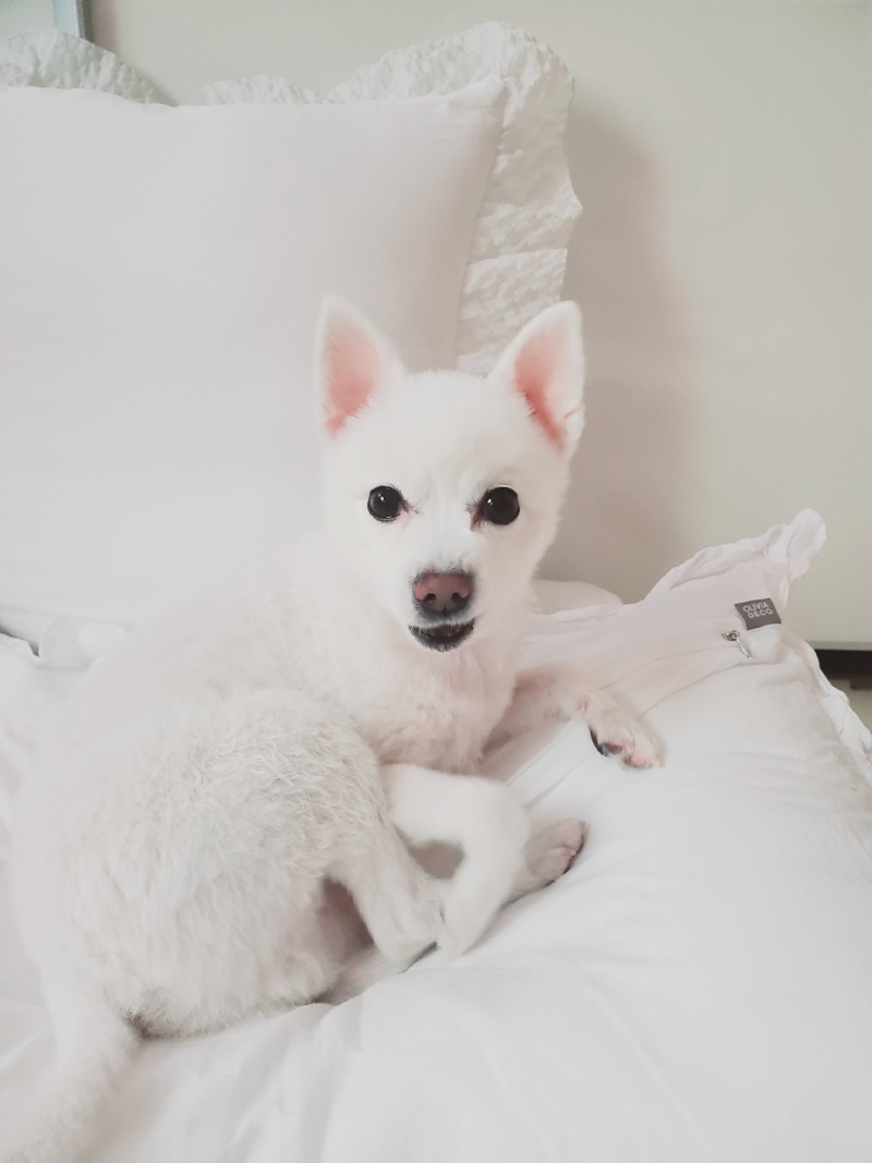 썩소도 이쁜강아지