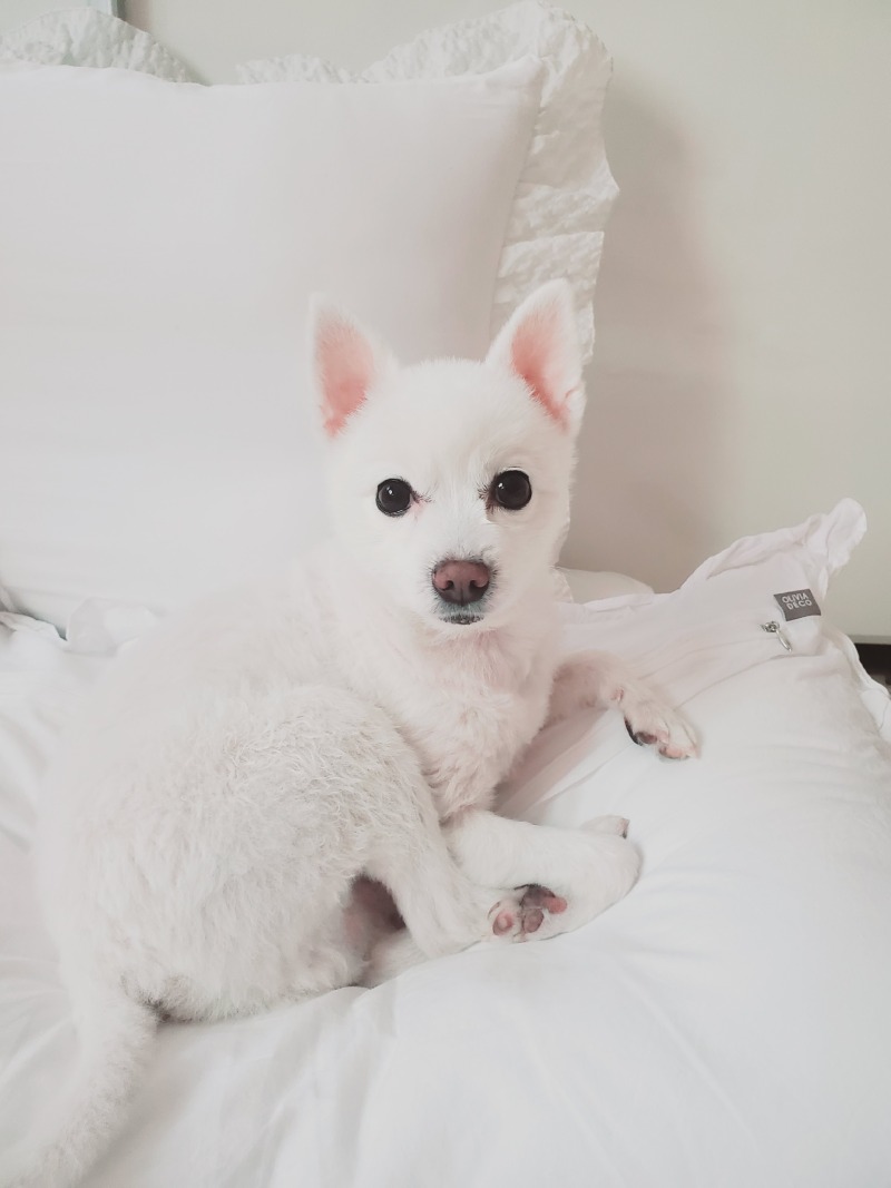 썩소도 이쁜강아지