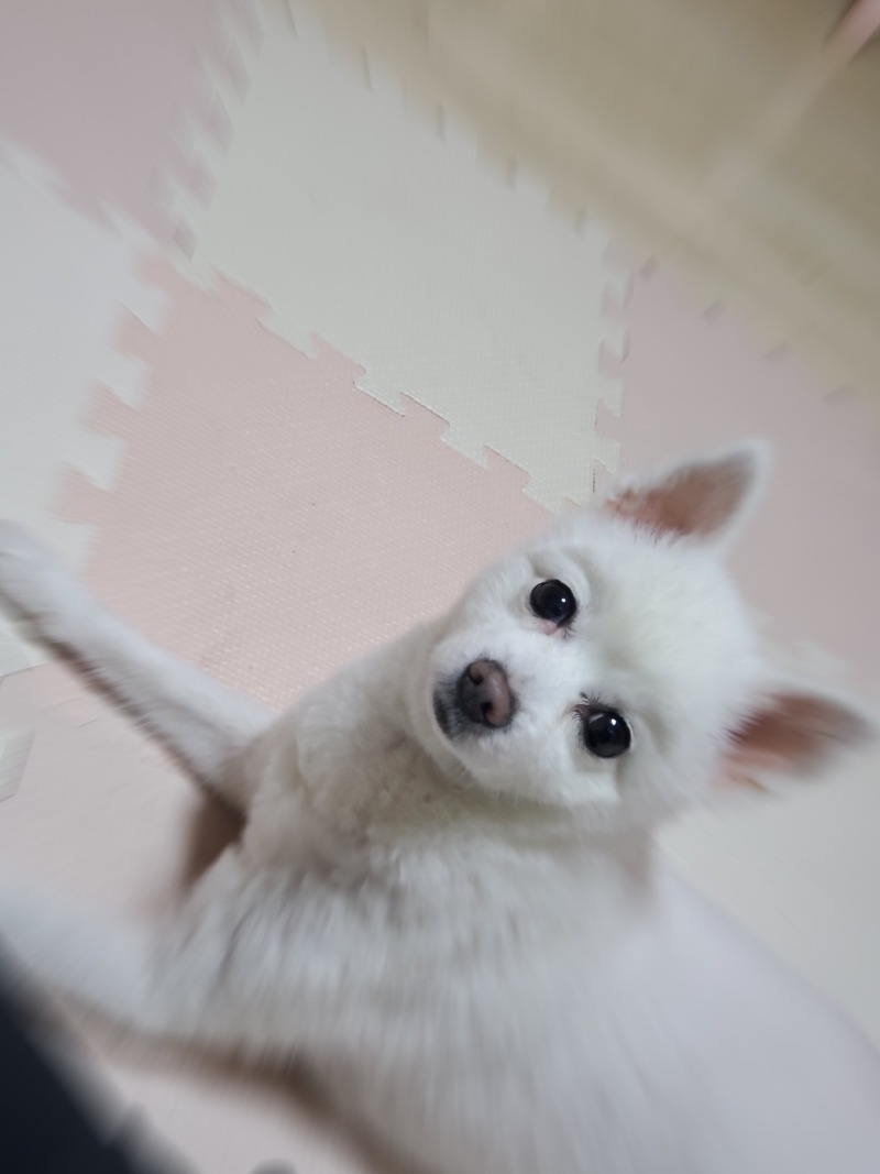 썩소도 이쁜강아지