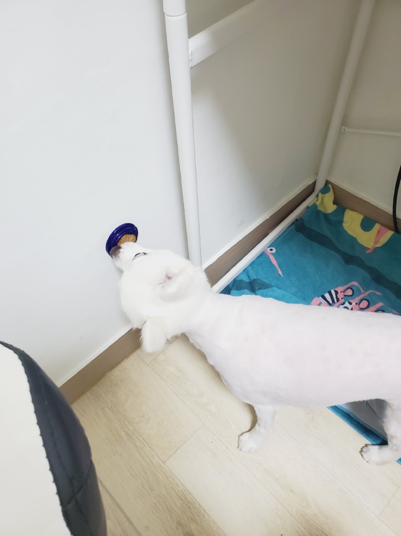 두치의 다양한모습