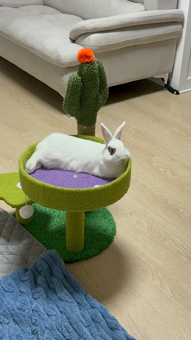 내가 키우는 토리를 소개할게 ><