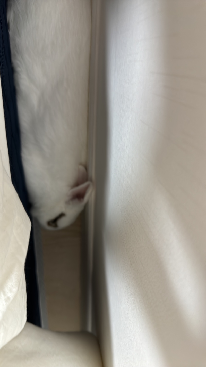 내가 키우는 토리를 소개할게 ><