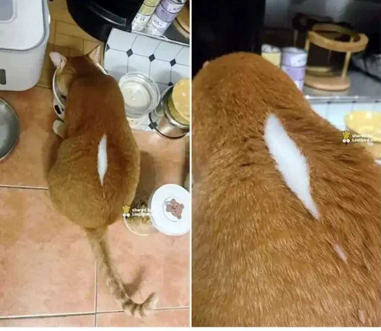 고양이 등에 솜이 터짐ㅠ 