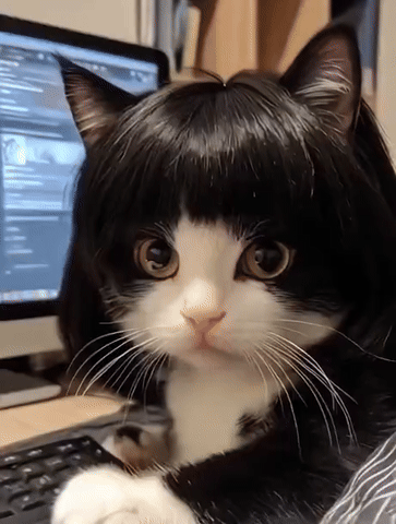 가발 쓴 고양이