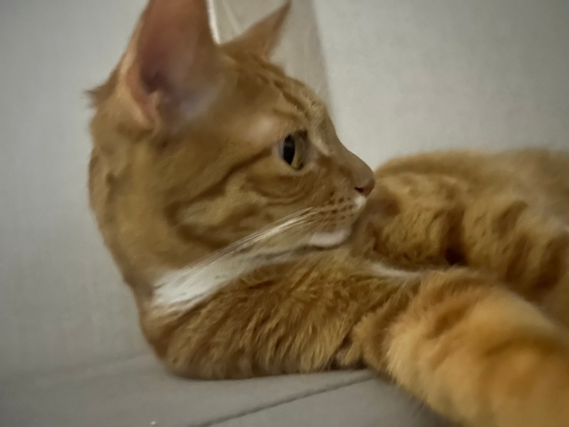 멋쟁이 마루