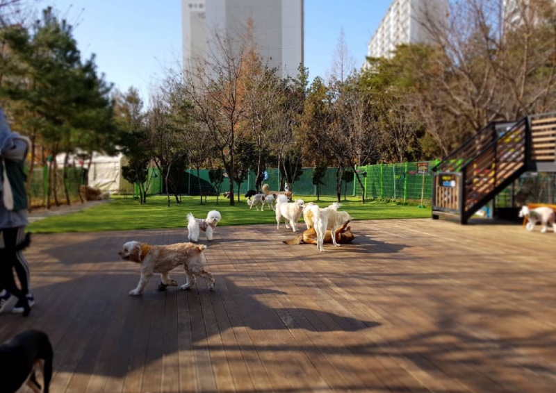 딩고 애견케어센터