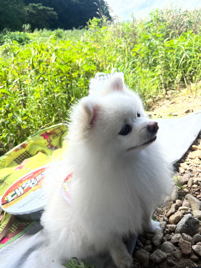 여행중 봄~~