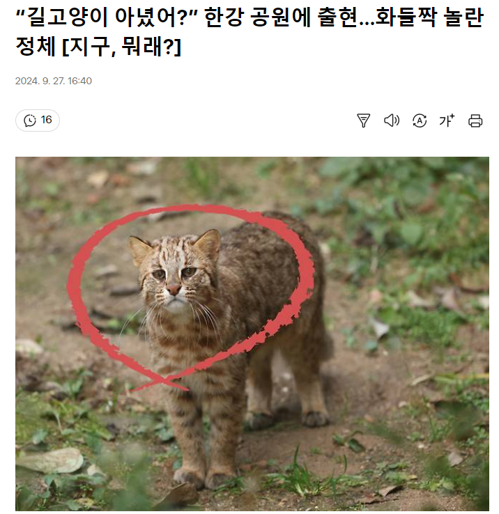 뭐야 , 길고양이 아니었어? 