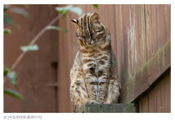뭐야 , 길고양이 아니었어? 