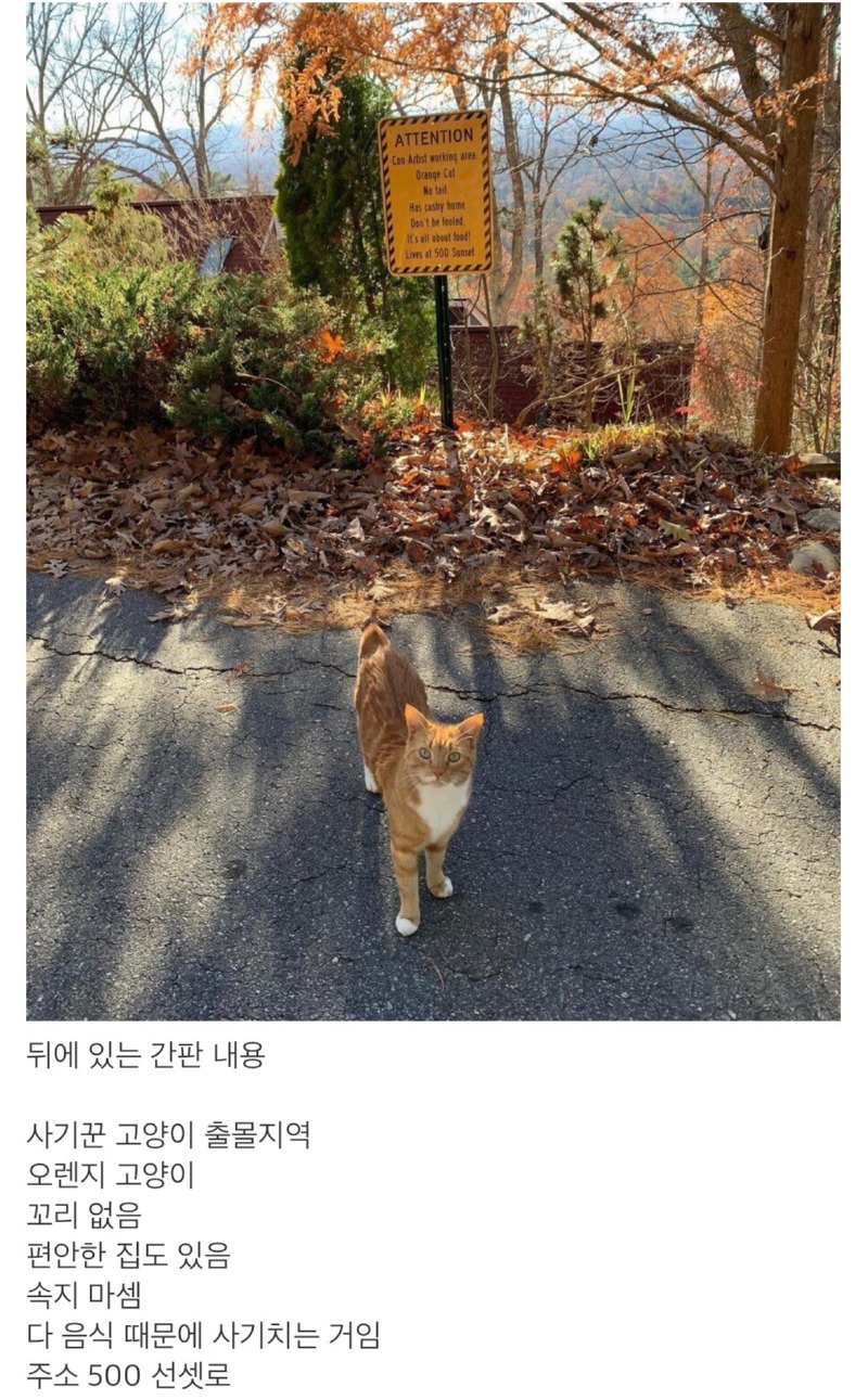 사기치고 다니는 고양이 