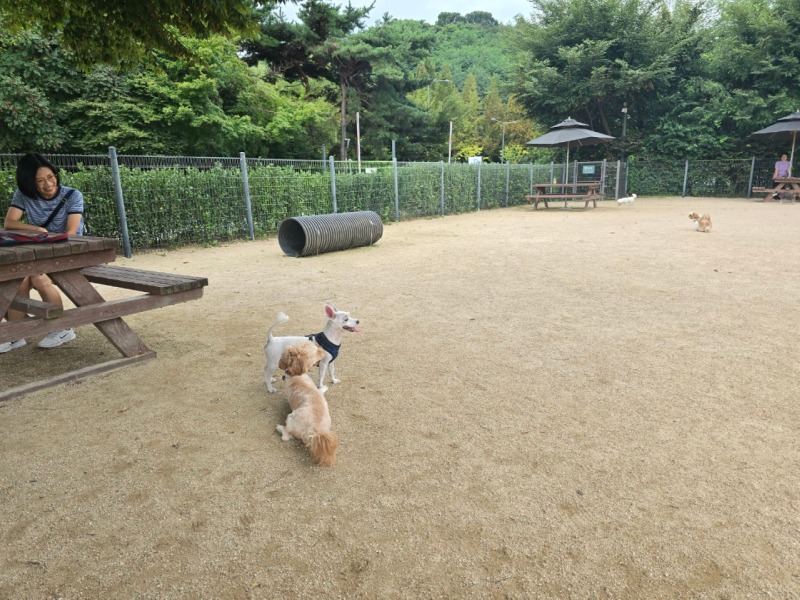 도심에서 즐기는 반려견운동장!! "월드컵공원 반려견놀이터"