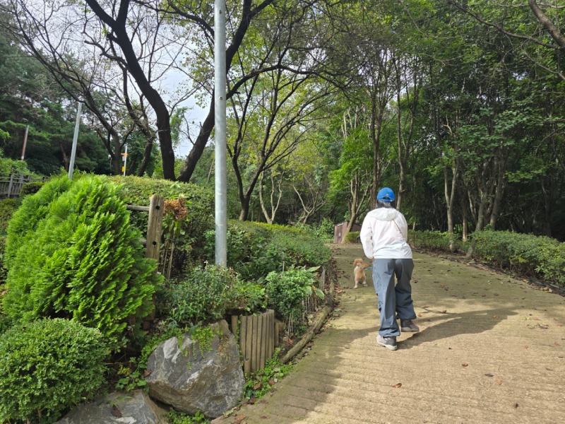 애견동반 가능한 등산로! "봉산 편백나무 치유의 숲"
