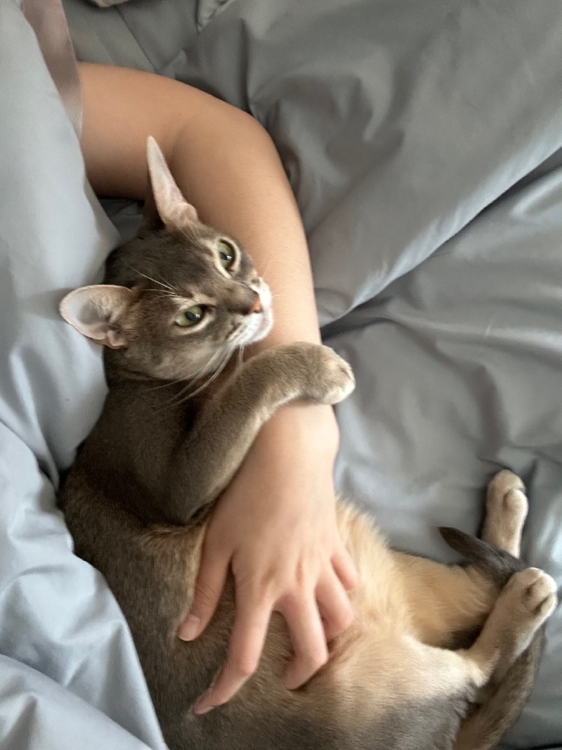 애겨냥이다옹