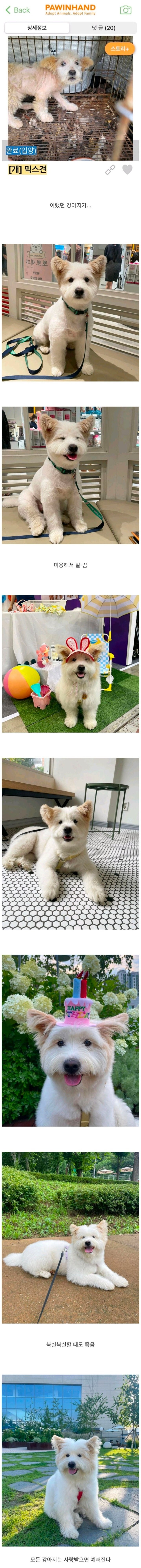 입양된 강아지의 변천사 