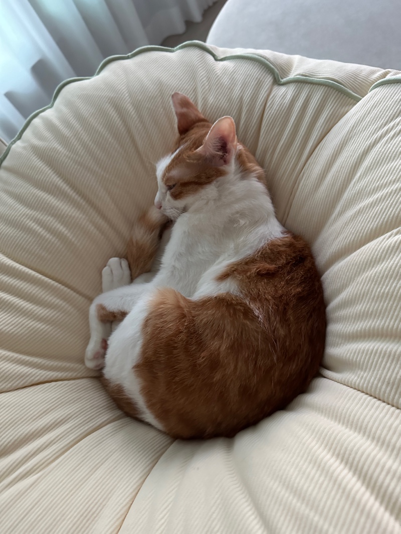 도도냥이