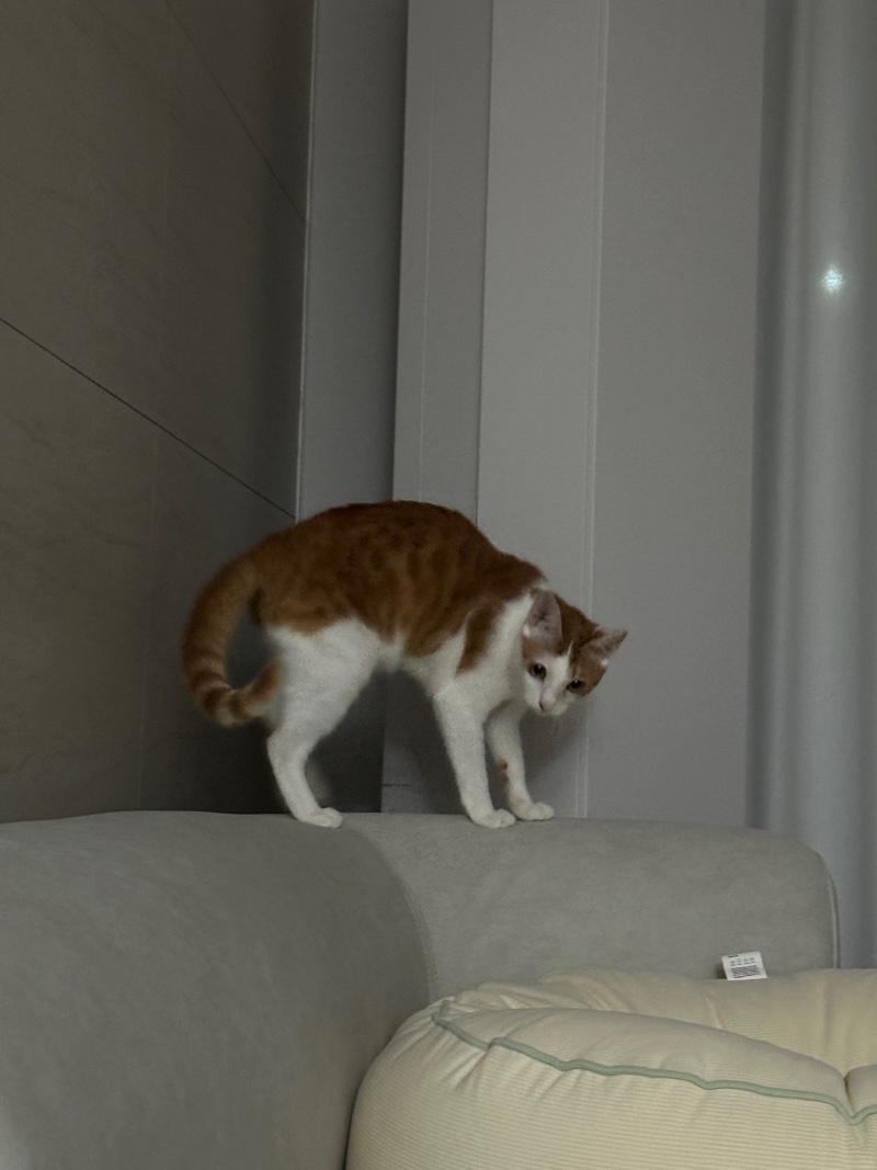 도도냥이