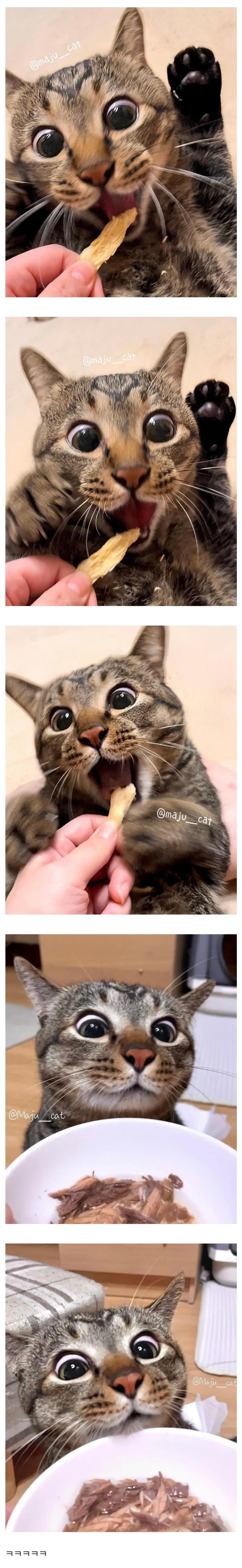 음식만 보면 눈 돌아가는 냥이