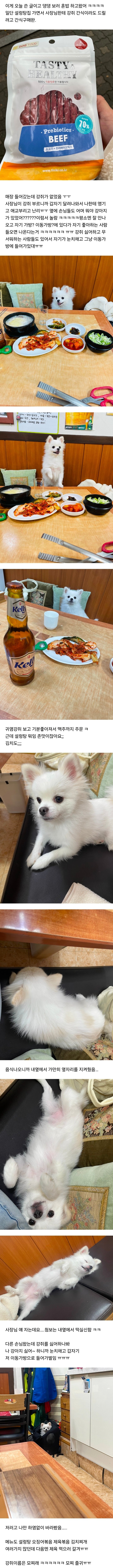 혼밥하면 같이 있어주는 강아지 