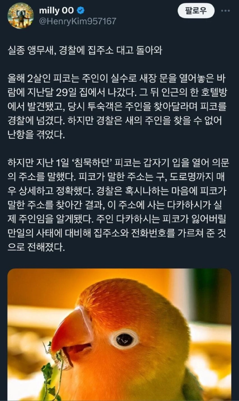 집 잃은 앵무새가 집에 돌아온 방법 