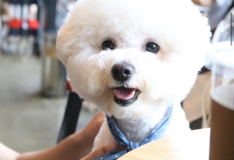 애견카페 