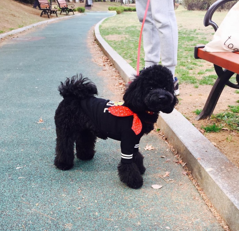 서초 몽마르뜨 공원 강아지 산책 