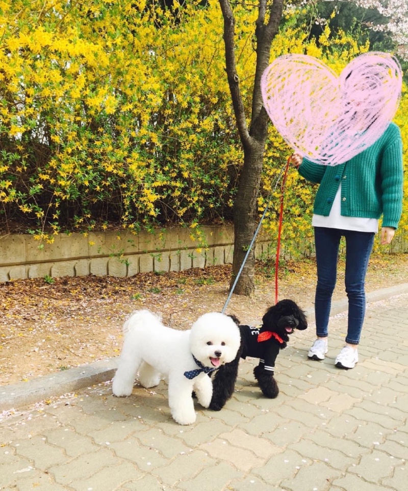 서초 몽마르뜨 공원 강아지 산책 