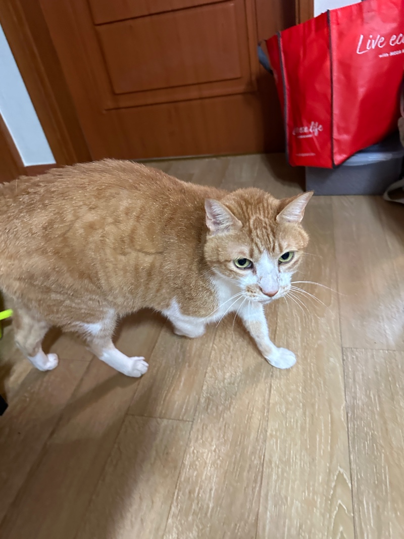 오늘도 이쁜🐱