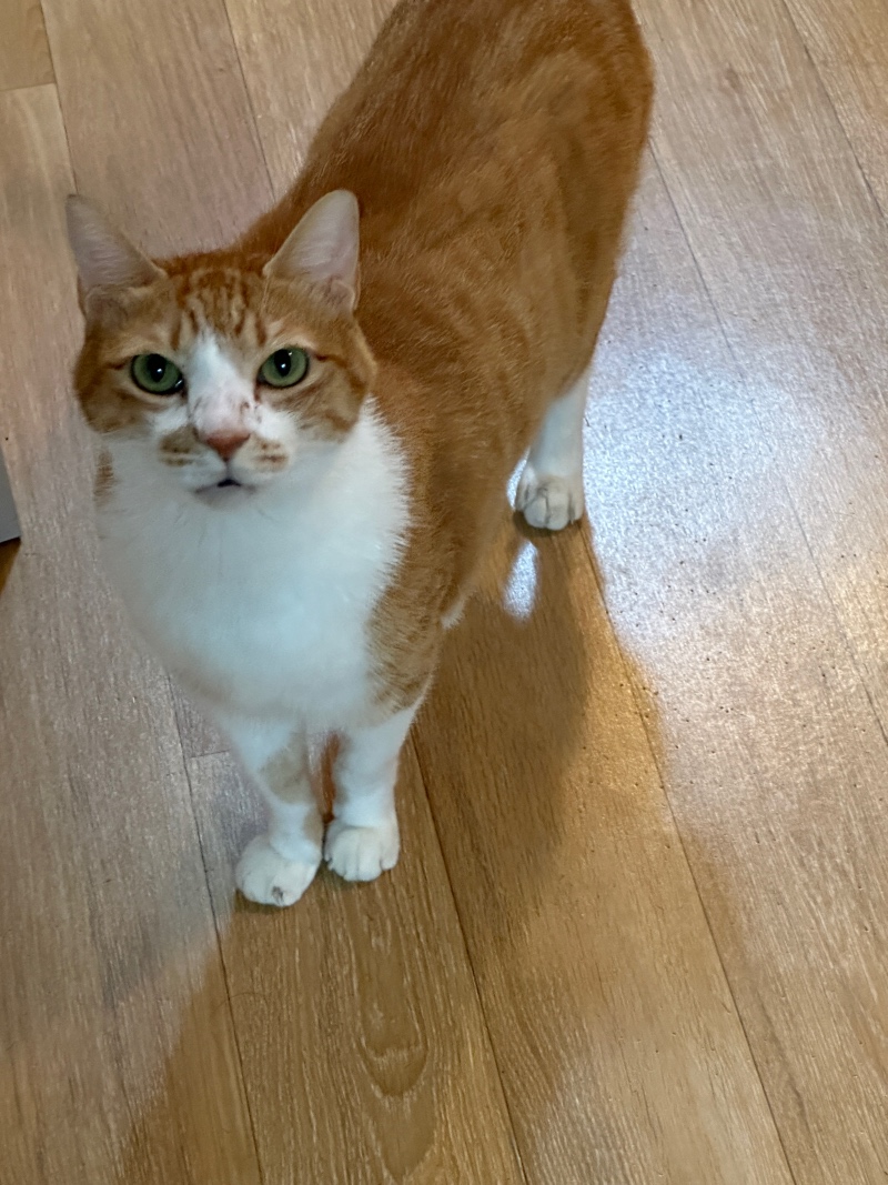 오늘도 이쁜🐱