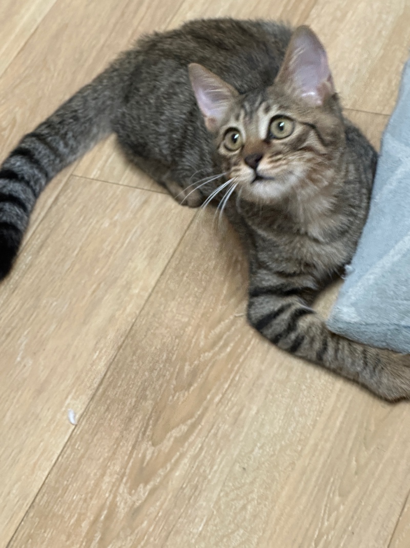 캣초딩
