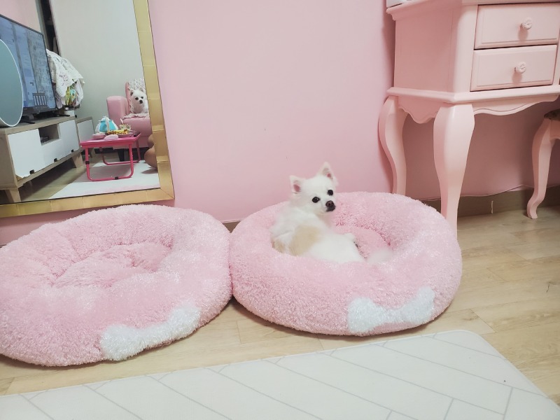 낮잠자는강아지