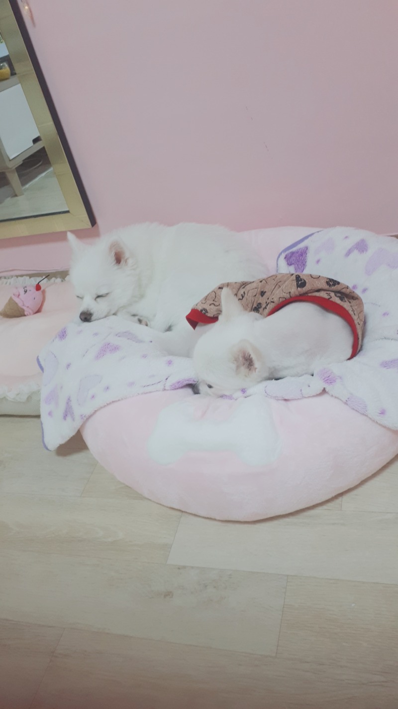 낮잠자는강아지
