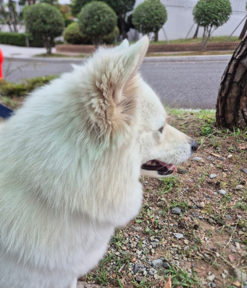 산책중이개