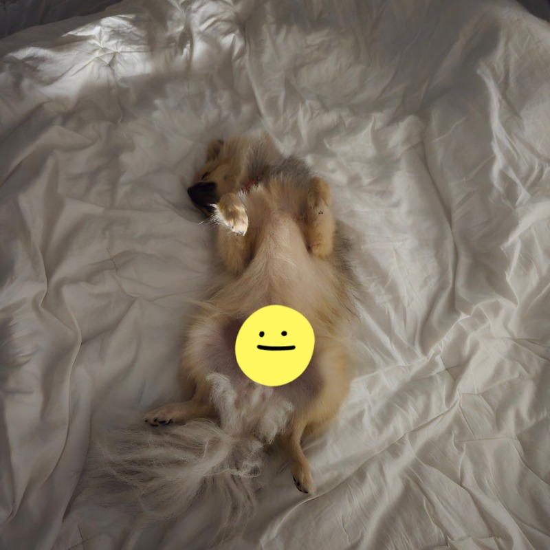 저희집 강아지가 자는 법
