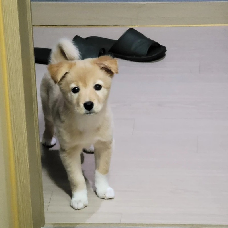 강아지 다리가 이렇게 길어질 줄 몰랐습니다. 