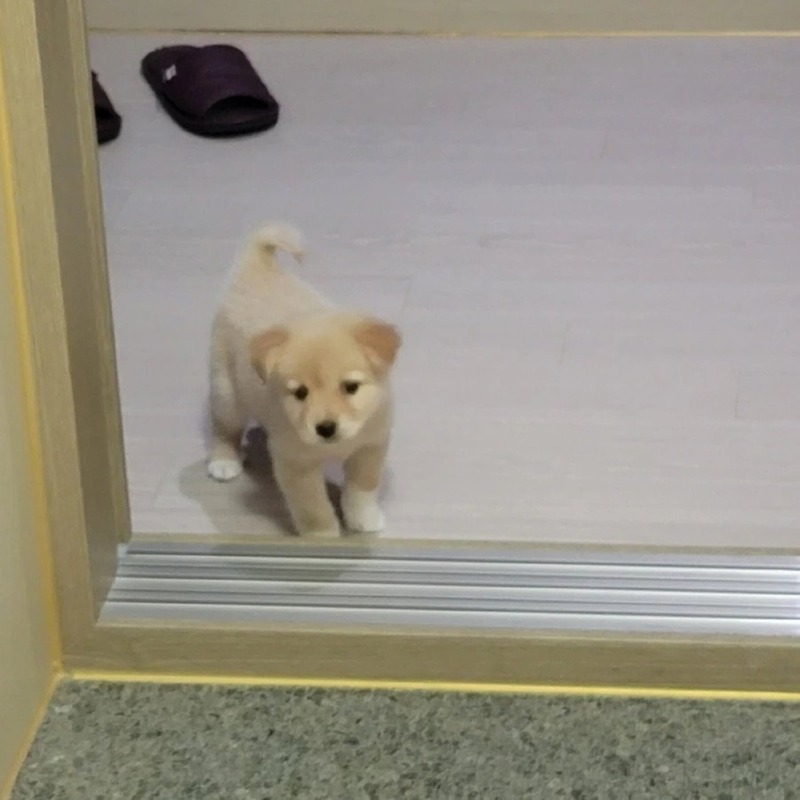 강아지 다리가 이렇게 길어질 줄 몰랐습니다. 