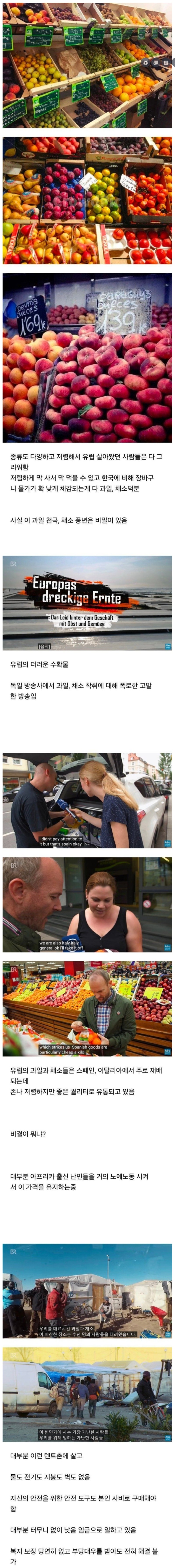유럽 채소들이 저렴할 수 있는 이유 
