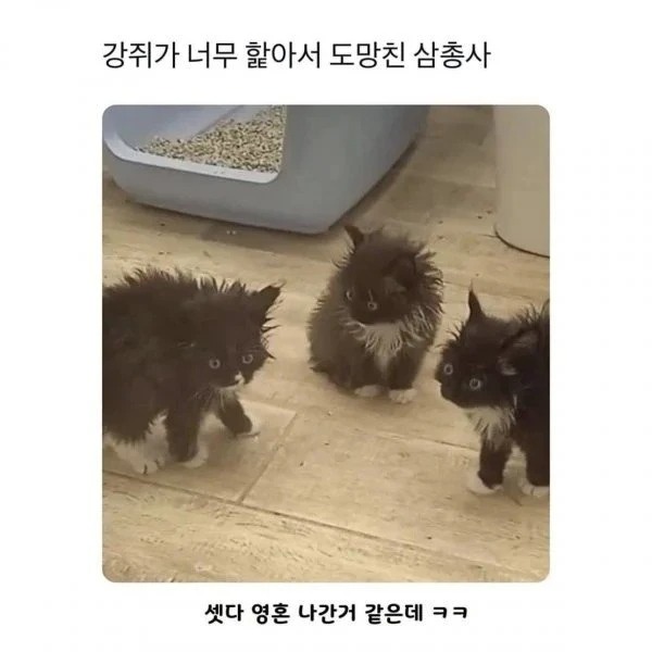 강아지가 핥은 아기고양이 삼인방