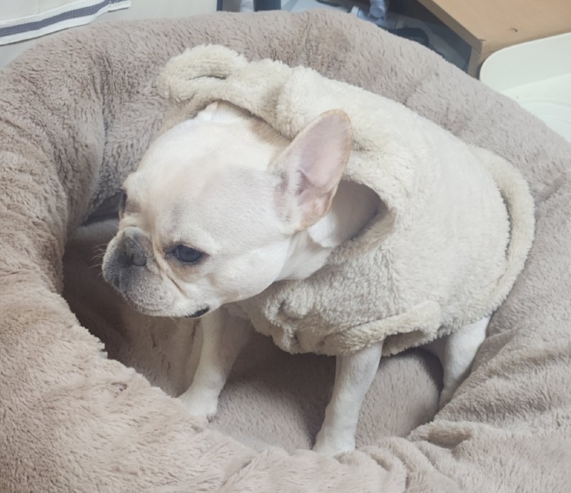 딩동펫 강아지 토끼후리스  (2).jpg